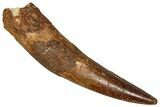 Fossil Spinosaurus Tooth - Real Dinosaur Tooth #350098-1